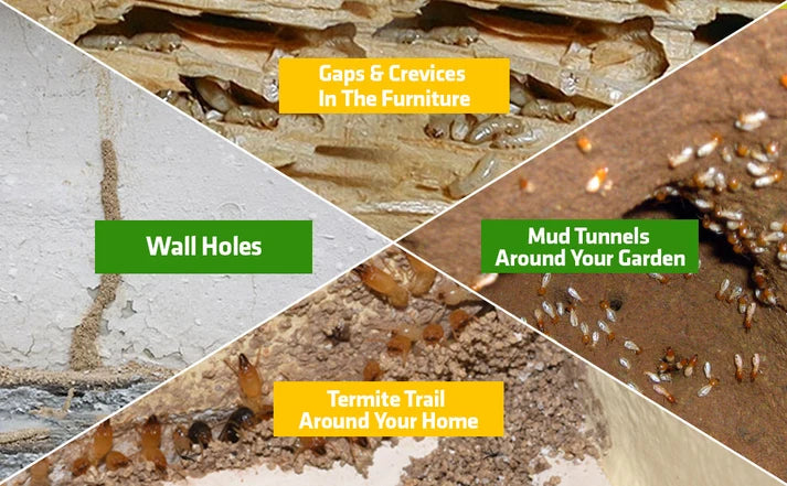 Termite Killer Spray - Effective Pest solution for your home (Buy 1 Get 2 Free)
